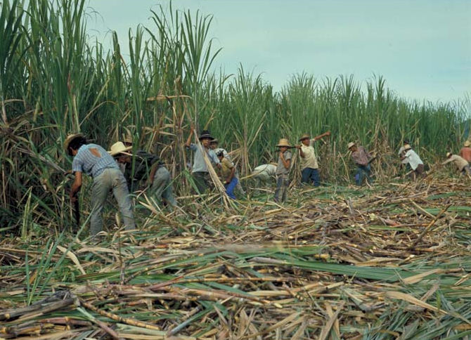 Sugar cane croppers
