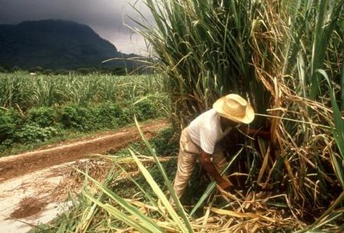 Sugar cane cropper